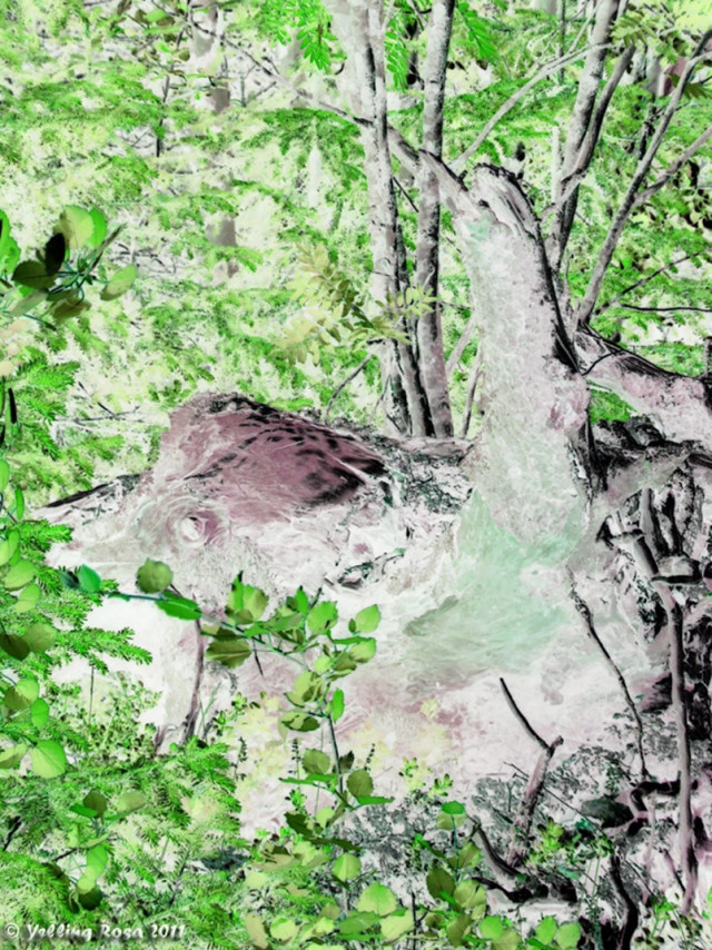 A Bird or a Stump © Yelling Rosa 2011