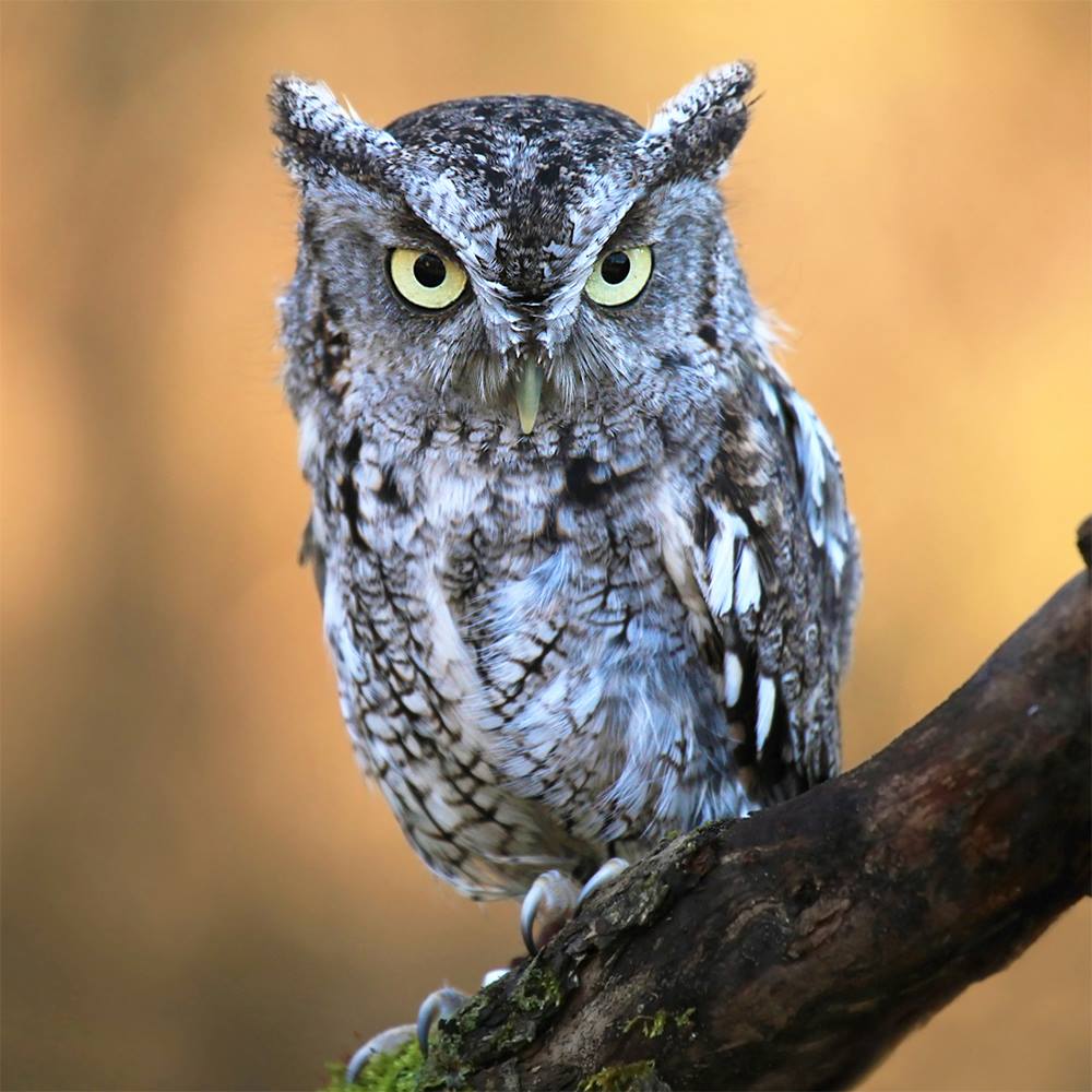 16904643_1593473550680069_7342836717768429481_o