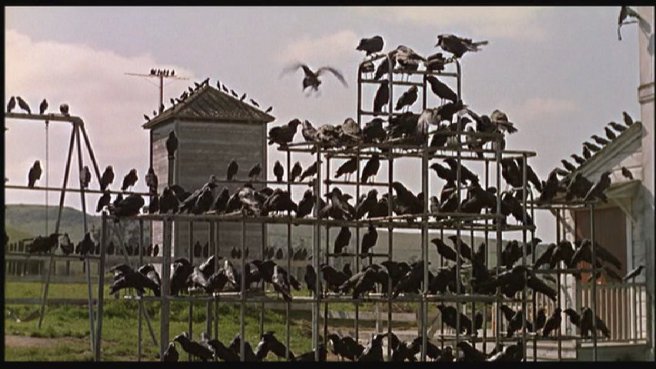 Blackbirds in Alfred Hitchcock's "Birds"