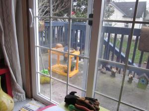 more cat v birds 003