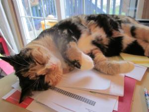 more cat v birds 004